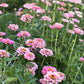 Zinnia | Double Bubble Pink