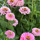 Zinnia | Double Bubble Pink