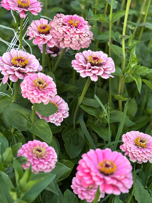Zinnia | Double Bubble Pink