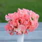 Sweet Pea | Apricot Queen