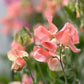 Sweet Pea | Apricot Queen