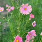Cosmos | Apricotta
