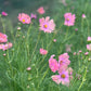 Cosmos | Apricotta