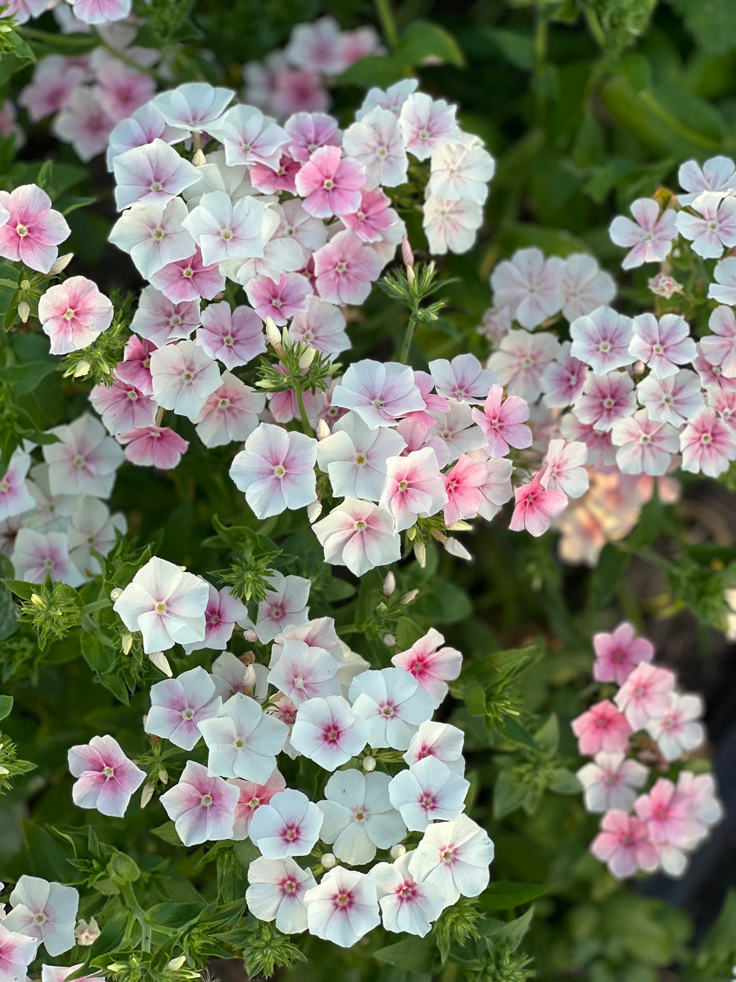 Phlox | Blushing Bride