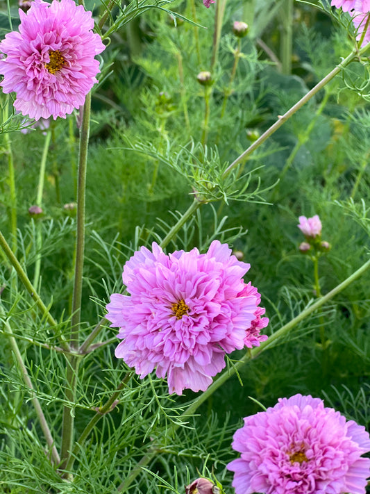 Cosmos | Double Click Rose Bonbon