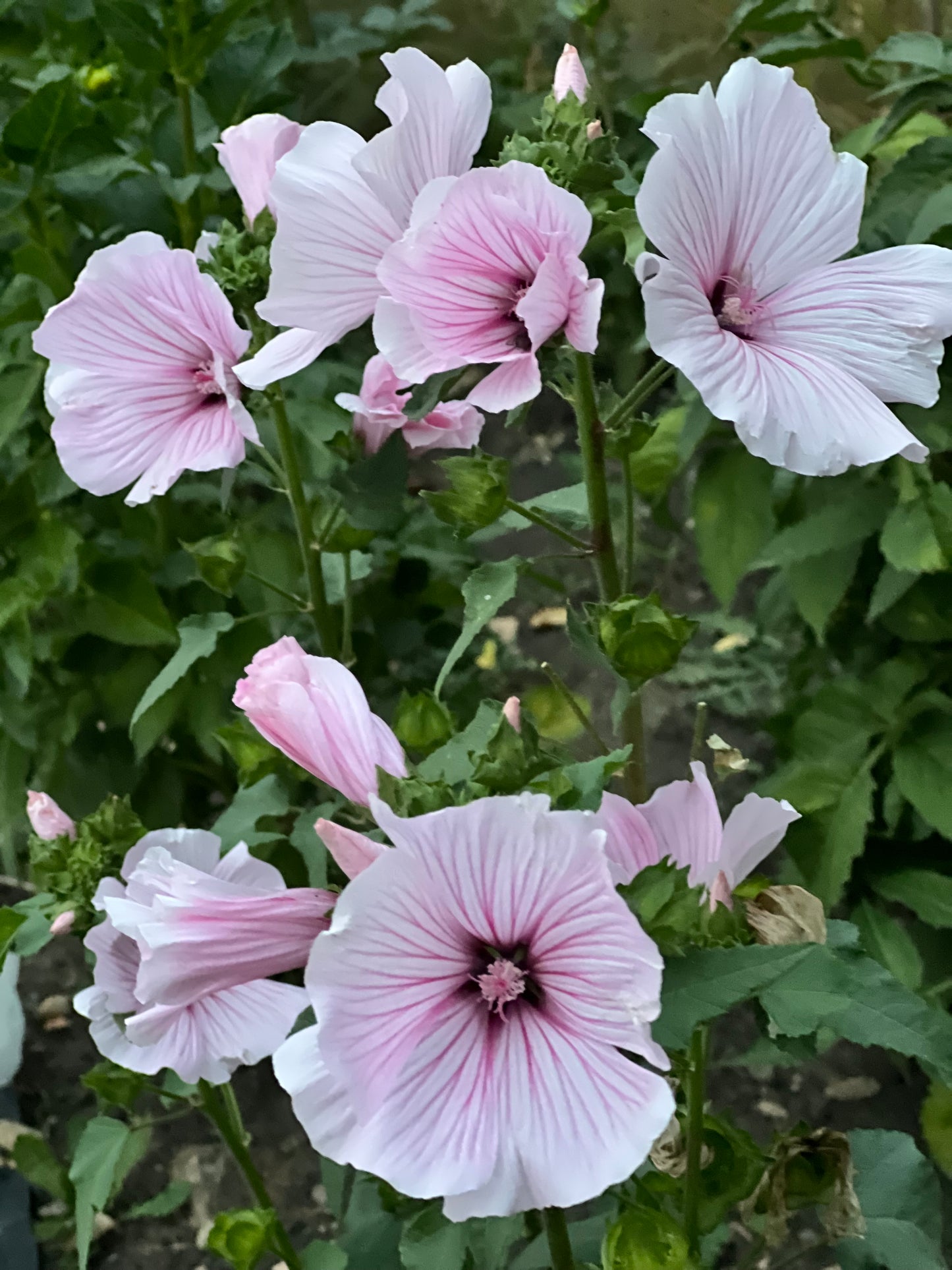 Lavatera | Pink Regis