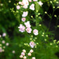 Delphinium | Jenny's Pearl Pink