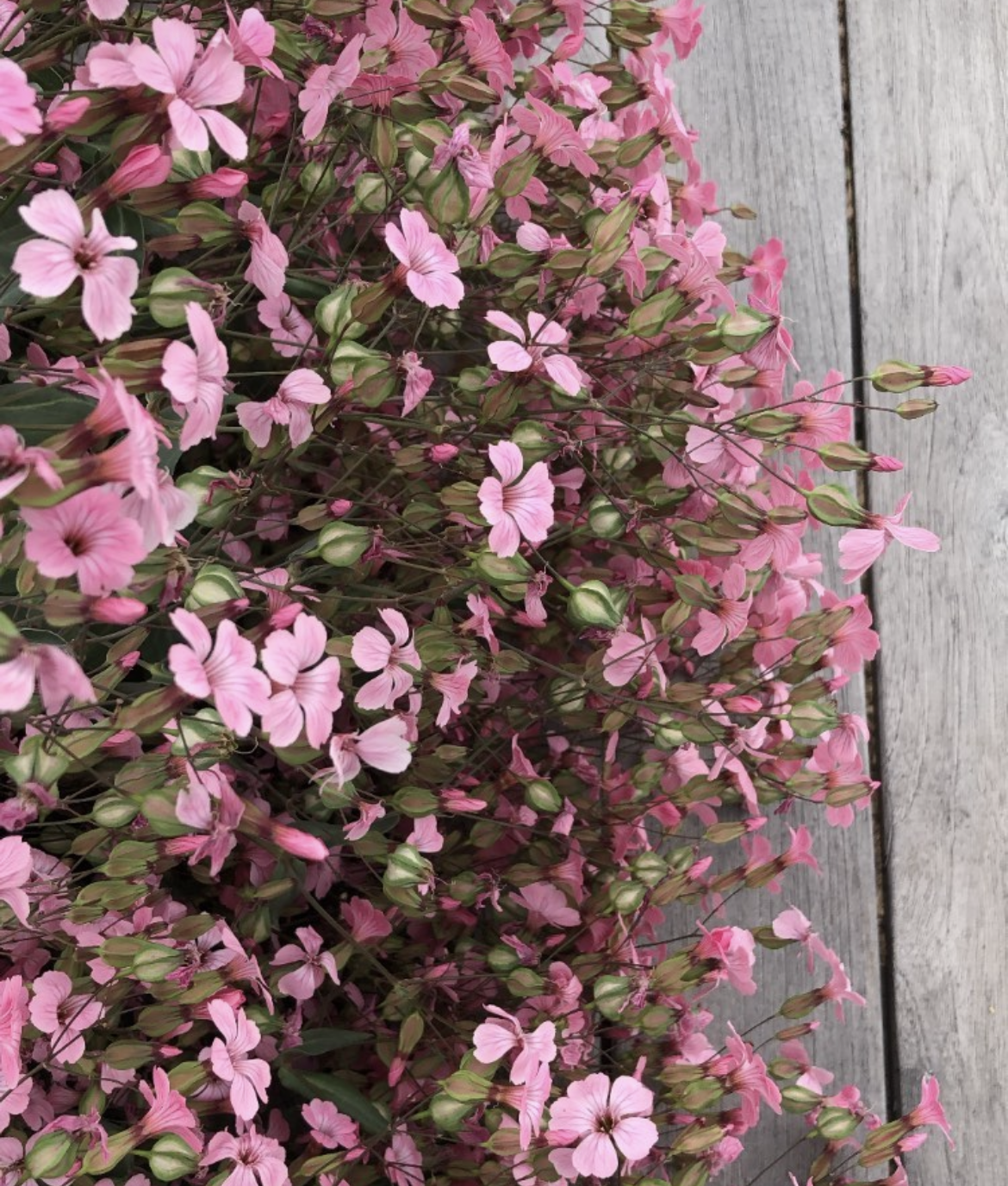 Soapwort | Saponaria Pink Beauty