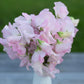 Sweet Pea | Spring Sunshine Blush