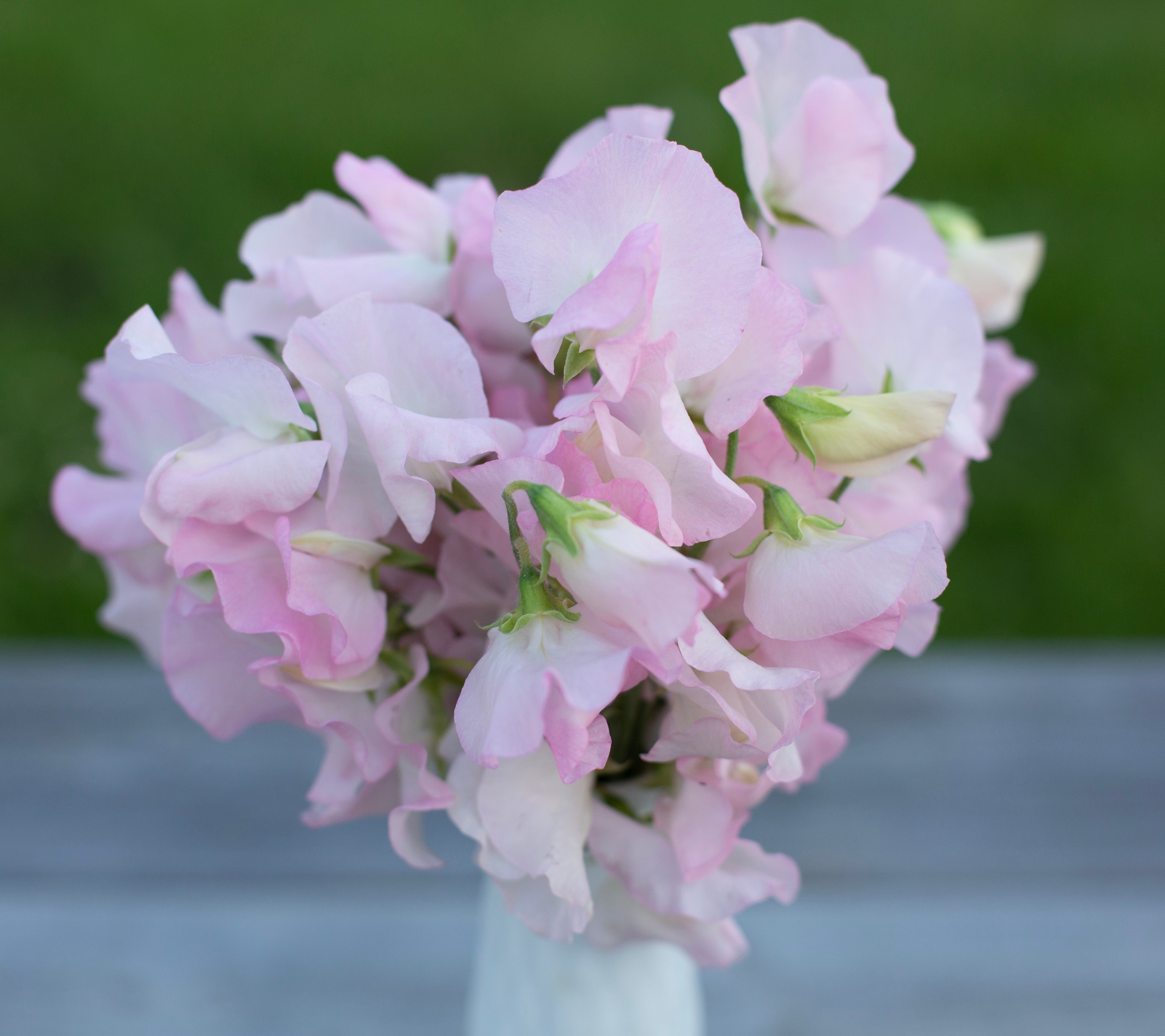 Sweet Pea | Spring Sunshine Blush – Fraiche Flower Farm
