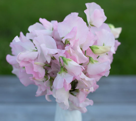 Sweet Pea | Spring Sunshine Blush