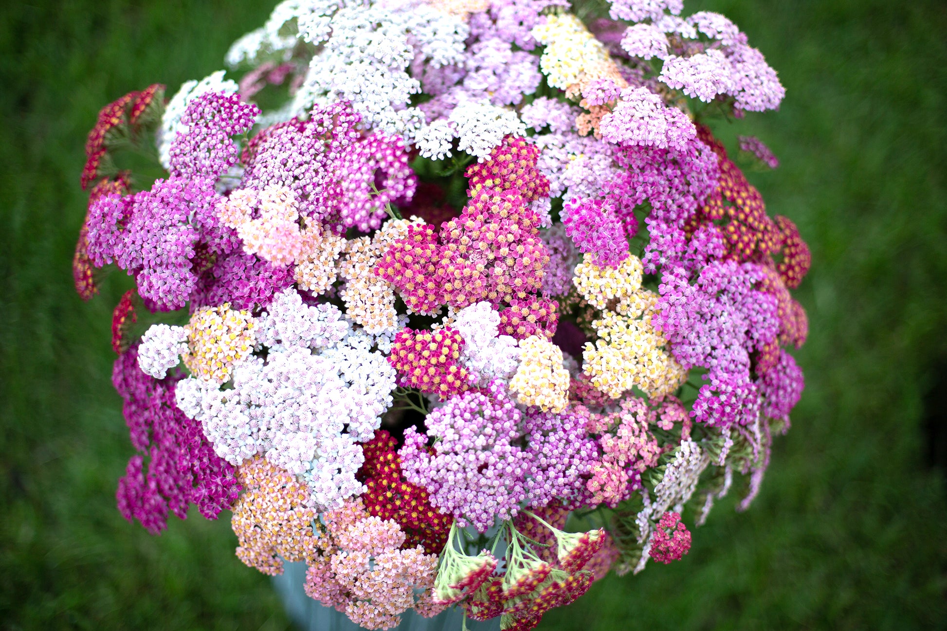 Yarrow Summer Berries Fraiche Flower Farm
