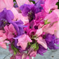 Sweet Pea | Fraiche Unicorn Mix