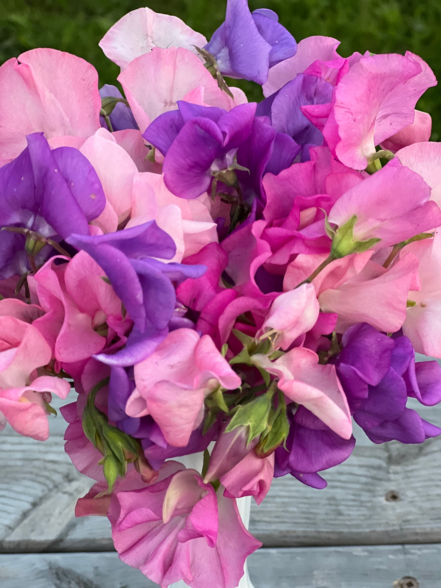Sweet Pea | Fraiche Unicorn Mix