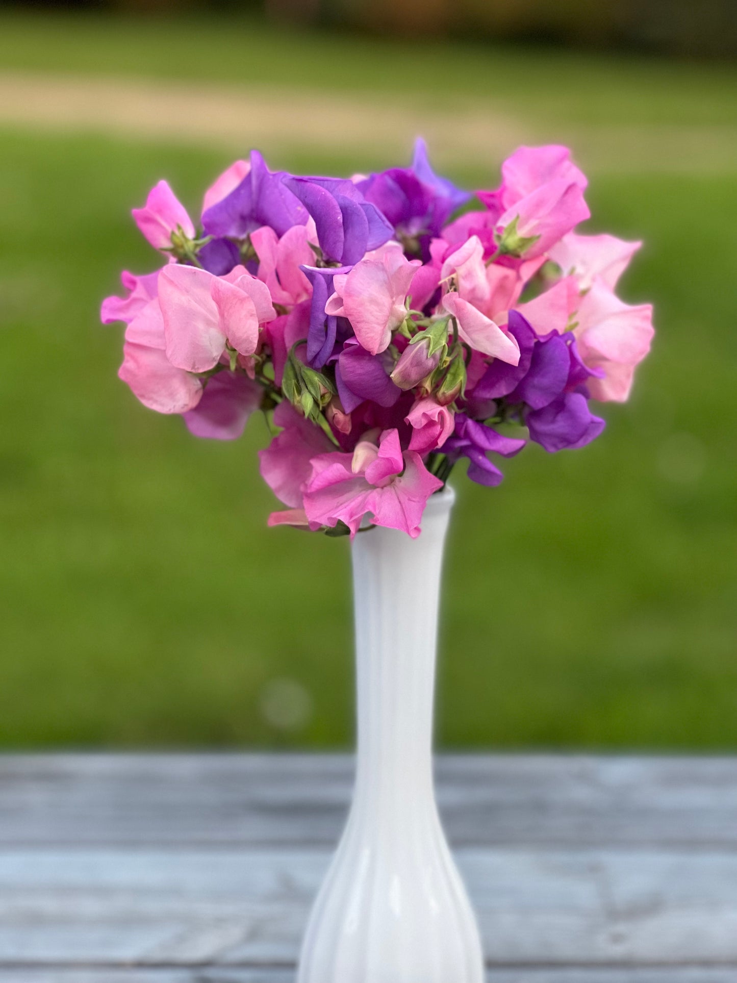 Sweet Pea | Fraiche Unicorn Mix