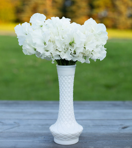 Sweet Pea | White Frills