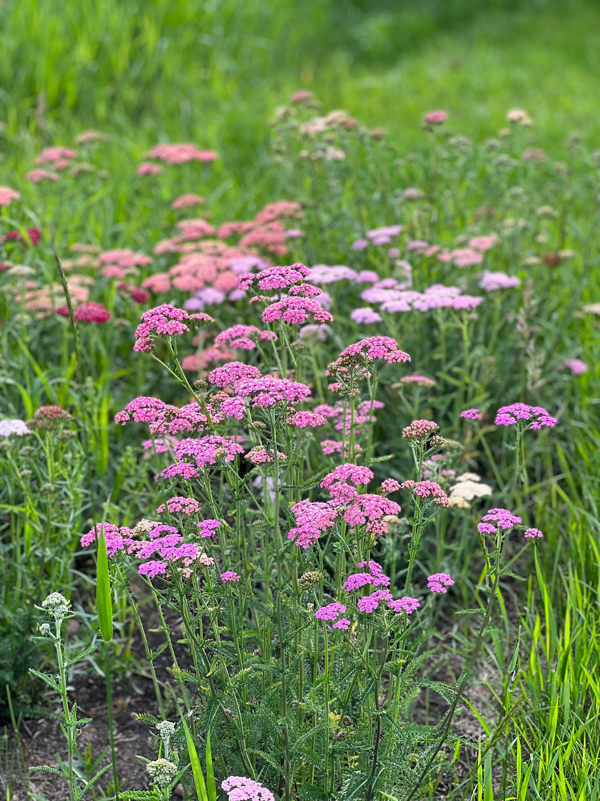 Yarrow Summer Berries Fraiche Flower Farm