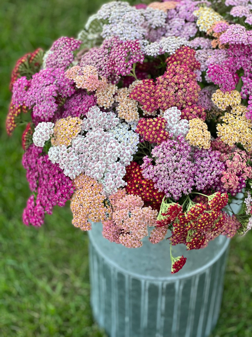 Yarrow Summer Berries Fraiche Flower Farm