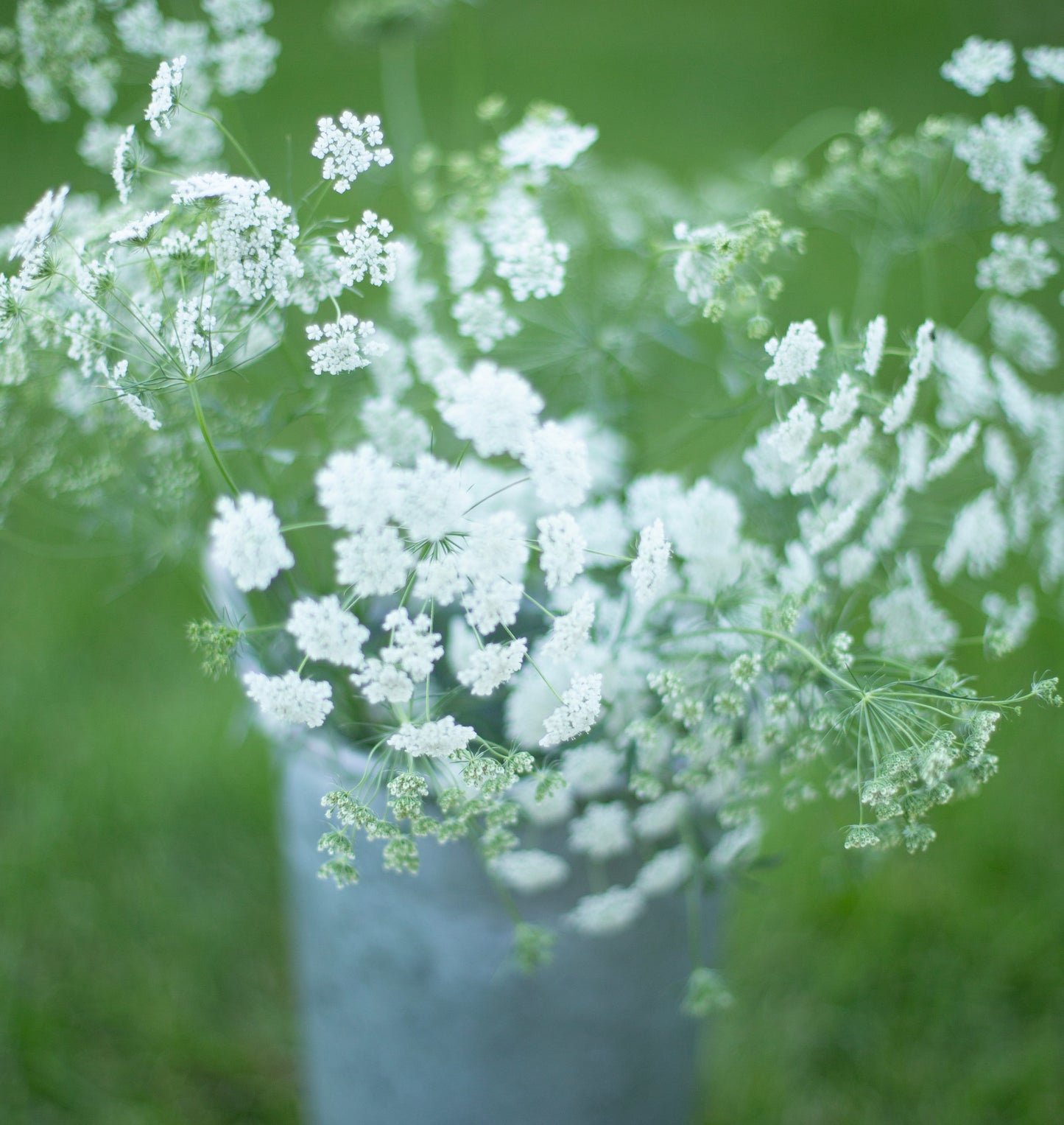 Queen Anne's Lace | Queen of Africa