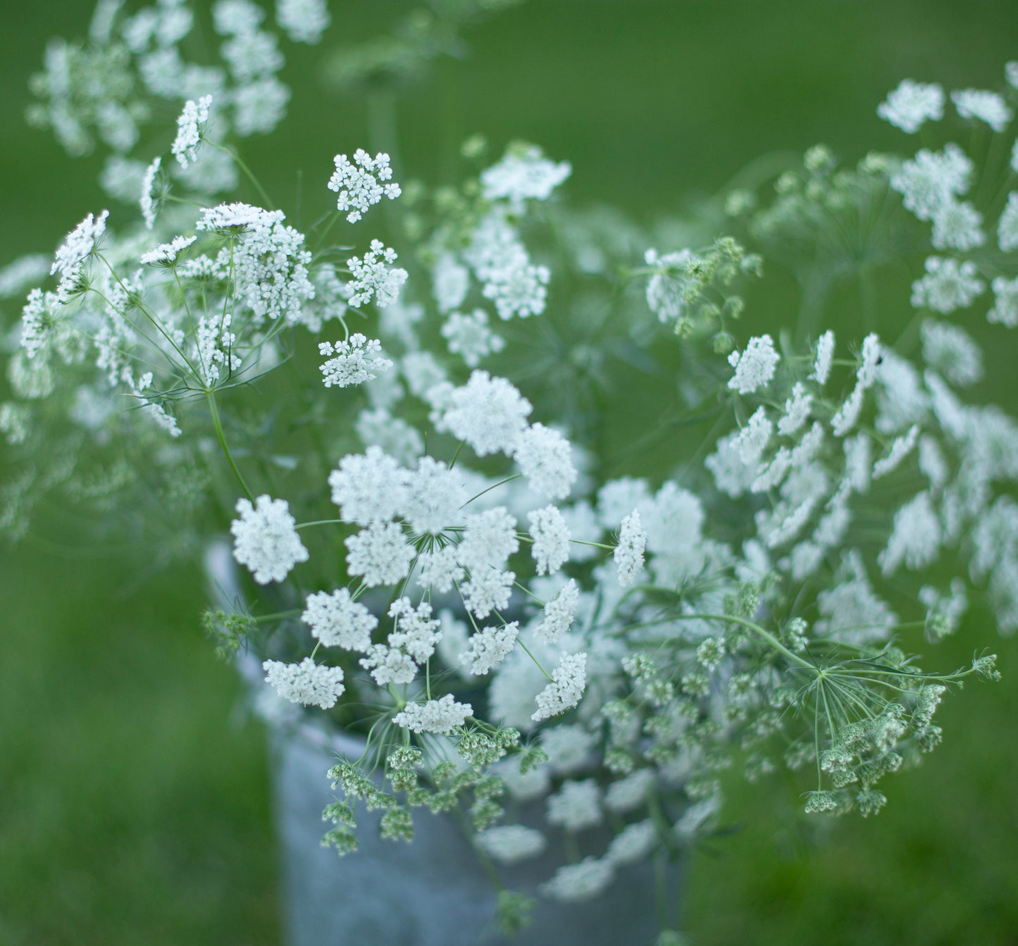 Queen Anne's Lace | Queen of Africa