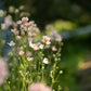 Delphinium | Jenny's Pearl Pink