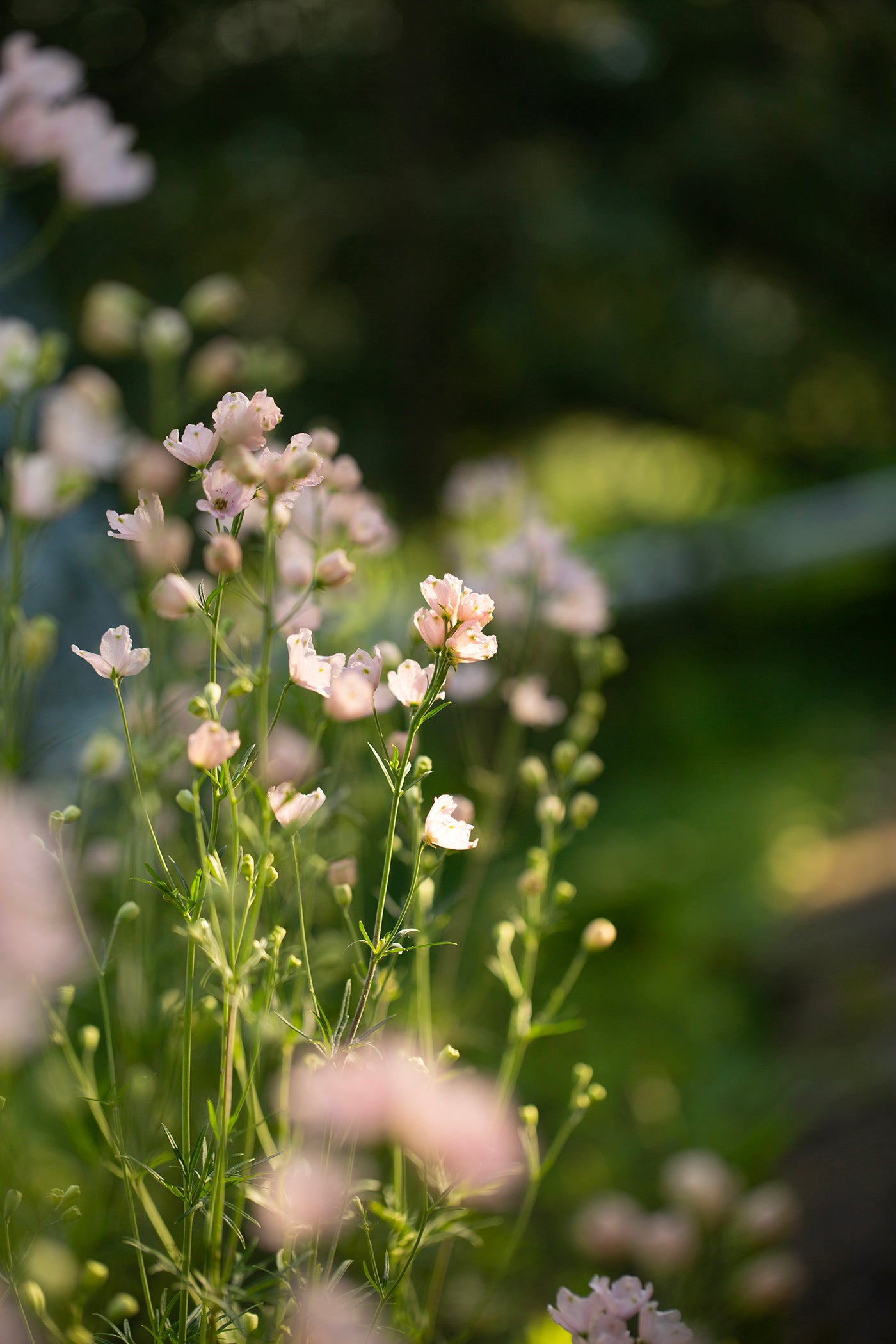 Delphinium | Jenny's Pearl Pink