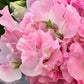Sweet Pea | John Grey
